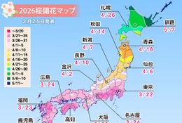 桜開花予想、東京3/22…つぼみ調査で西日本は「先が黄色に」 画像