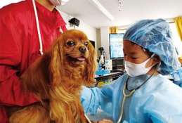 小学生対象「獣医さん体験スクール」愛知4/11-12