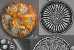 【夏休み2026】高校生向け珪藻研究、合宿講座7/25-27…琵琶湖博物館 画像