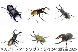 【夏休み2026】「カブトムシ・クワガタのふれあい世界展」浅草橋8/1-16 画像