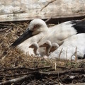 5月5日・7日に誕生したニホンコウノトリのヒナ