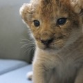 夏休み 那須サファリパークでライオンの赤ちゃん抱っこ体験7 18より リセマム