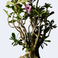 「ウルトラ植物博覧会 西畠清順と愉快な植物たち」、ポーラ ミュージアム アネックスにて開催中。8月16日まで。