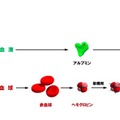 ヘモアクトの構造