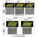 理化学研究所と東京都市大学の発表資料より