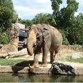 好物プレゼントのイメージ　提供：天王寺動物公園事務所