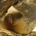 4月18日生まれのジンベランの赤ちゃん（9月27日撮影） (c) 埼玉県こども動物自然公園