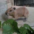 赤ちゃん（10月12日撮影）　(c) 埼玉県こども動物自然公園