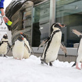 「ペンギンスノーパレード」／「仙台うみの杜水族館」
