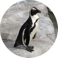 ケープペンギン／「仙台うみの杜水族館」