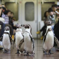 ペンギン列車（前回ツアーの車内の様子）