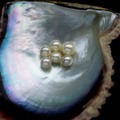 養殖したアコヤ貝から真珠を収穫する「浜揚げ」 画像提供：ミキモト