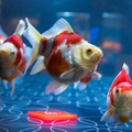 「お江戸の金魚ワンダーランド」　展示されている金魚　タマサバ