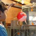 すみだ水族館「お江戸の金魚ワンダーランド」　体験企画では「ぼんぼん金魚」の工作にチャンレジできる