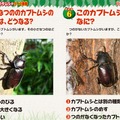 カブトムシ・クワガタムシのクイズ図鑑