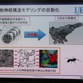 ありの触覚の神経細胞の画像認識にもAIを応用したという実験