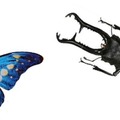 モルフォチョウの標本（写真左）、ギラファノコギリクワガタの生体（写真右）を展示
