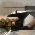 上野動物園「真夏の夜の動物園」ジャイアントパンダ　（公財）東京動物園協会