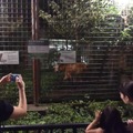 上野動物園「真夏の夜の動物園」タテガミオオカミ　（公財）東京動物園協会