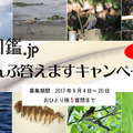 図鑑.jp「ぜんぶ答えますキャンペーン野鳥編」