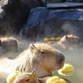 伊豆シャボテン動物公園　元祖カピバラの露天風呂　ゆず湯