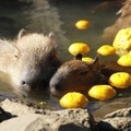 伊豆シャボテン動物公園　元祖カピバラの露天風呂