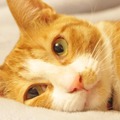 8月8日は「世界猫の日」愛猫の健康や安全・動物愛護を考える（画像はイメージ）