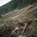 平成30年北海道胆振東部地震（9月7日、北海道厚真町）　(c) Getty Images