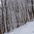 ハローウッズ 冬の森