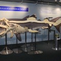 世界初！メガマウスザメ 全身骨格標本の展示