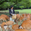 奈良公園「鹿寄せ」で鹿と触れ合い