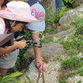 食虫植物のひみつ展