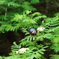 栂池自然園で出会える昆虫「アサギマダラ」
