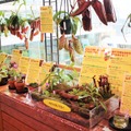 食虫植物コーナー