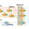 滞在型メモリーCD8T細胞の働き（イメージ）