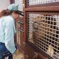 動物舎の裏方からの「飼育係目線」での中継風景（イメージ図）