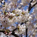 7分咲まできた日比谷公園の桜