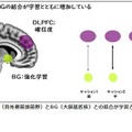 DLPFC（背外側前頭前野）とBG（大脳基底核）との結合が学習とともに強まる