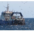 トロール漁船に群がる海鳥
