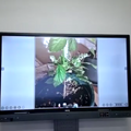 植物の画像を読み込んで動画を作成