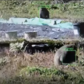 畑で撮影された動画で効果検証を実施。 サルと認識されると自動的に緑の枠がつけられ、頭数もカウントされる