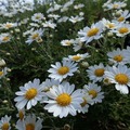 高知県立牧野植物園で現在開花中のノジギク
