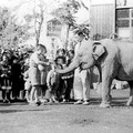 昭和25年にアジアゾウのはな子が移動動物園で来園（本格的な飼育展示は昭和29年から）