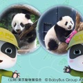 上野動物園監修の歌詞で「シャオシャオ」と「レイレイ」の特徴・個性を紹介