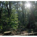日帰り野外教室プログラム「森を見て・感じる木の不思議」