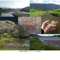 湿地帯の風景とそこに暮らす生き物（左からアリアケスジシマドジョウ、カエンツヤドロムシ、カマツカ）