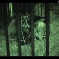 上野動物園のジャイアントパンダ「シンシン」（出産直後の動画キャプチャ）