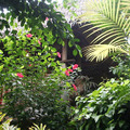 熱帯環境植物館