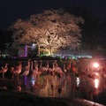 夜桜フラミンゴ