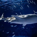 『あつ森』に登場する35種以上のサカナや海の幸を展示！「いおワールドかごしま水族館」にてコラボイベントが開催決定